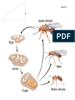 Sample Poster (Life Cycle of Ant) : Appendix D