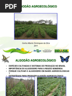 Algodão agroecológico (1)