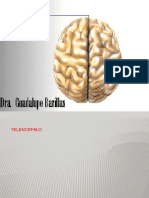 Cerebro PDF