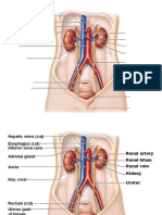 Kidney Anatomy and Blood Vessels