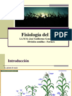 Fisiología del maíz.pdf