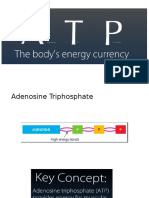 Atp and Food Fuels