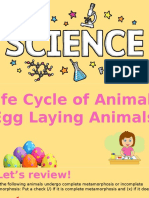 Egg Laying Animals