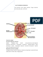 Alat Ekskresi Manusia