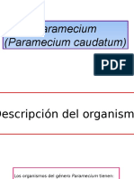 Paramecium Caudatum