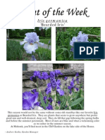 Iris Germanica 5-26-10