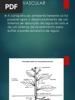 Sistema Vascular vegetal