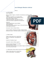 Resumen Miología Miembro Inferior