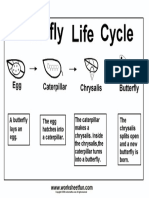 Butterfly Life Cycle3 PDF