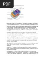 La Celulas y Sus Partes