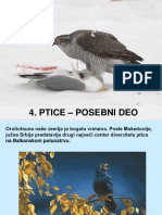 Ptice Posebni Deo 4 Deo PDF