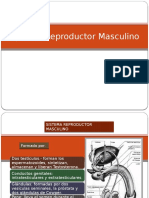 Aparato Reproductor Masculino