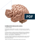 Configuración interna del cerebro.docx