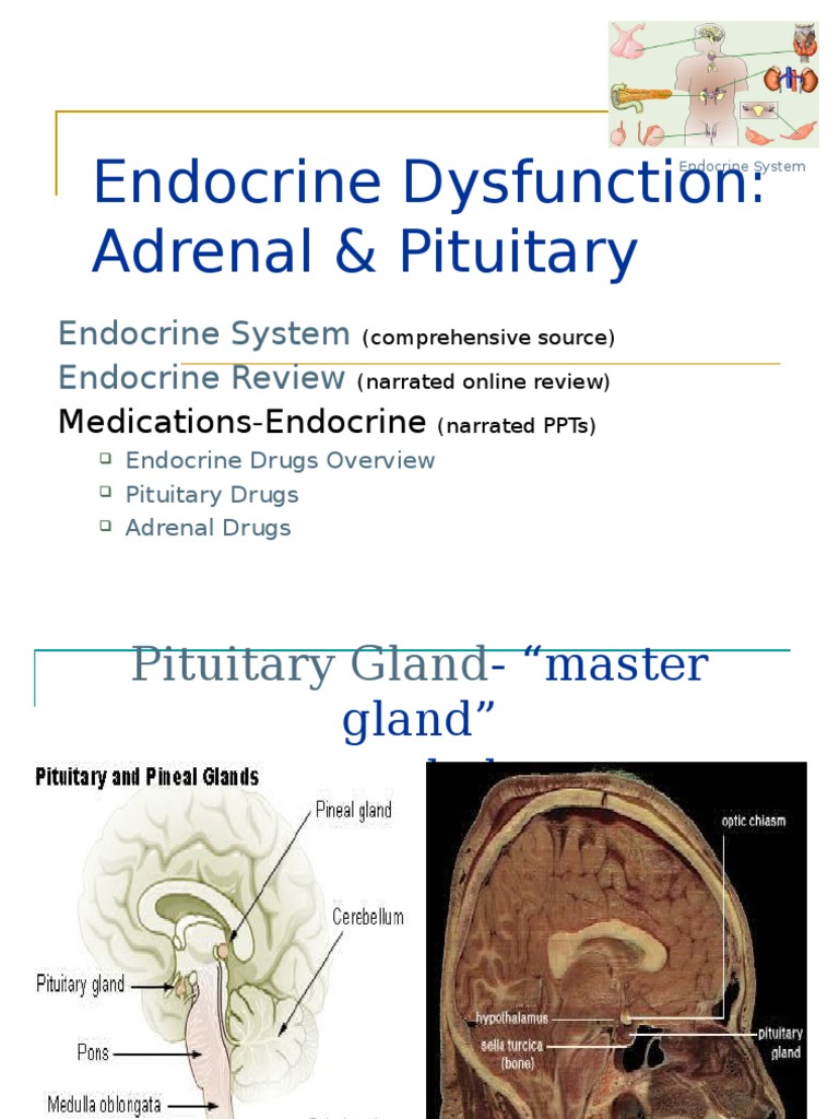 Endocrine Disorders: Pituitary Insights | PDF | Adrenal Gland ...