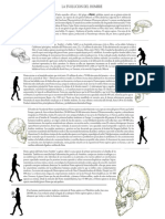 Evolucion Del Hombre