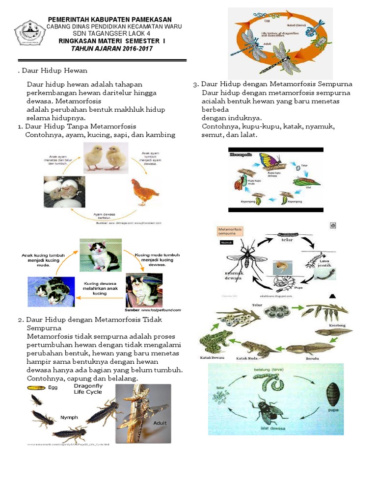 Unduh 83 Gambar Daur Hidup Ikan Hiu Hd Terpopuler Gambar Ikan