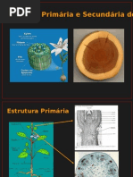 Biologia PPT - Botânica - Aula Caule