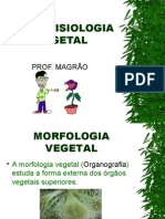 Biologia PPT - Anatofisiologia Vegetal