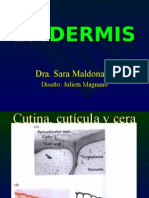 Biologia PPT - Botânica - Epidermis