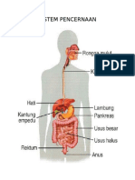 Sistem Pencernaan