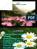 La Plante