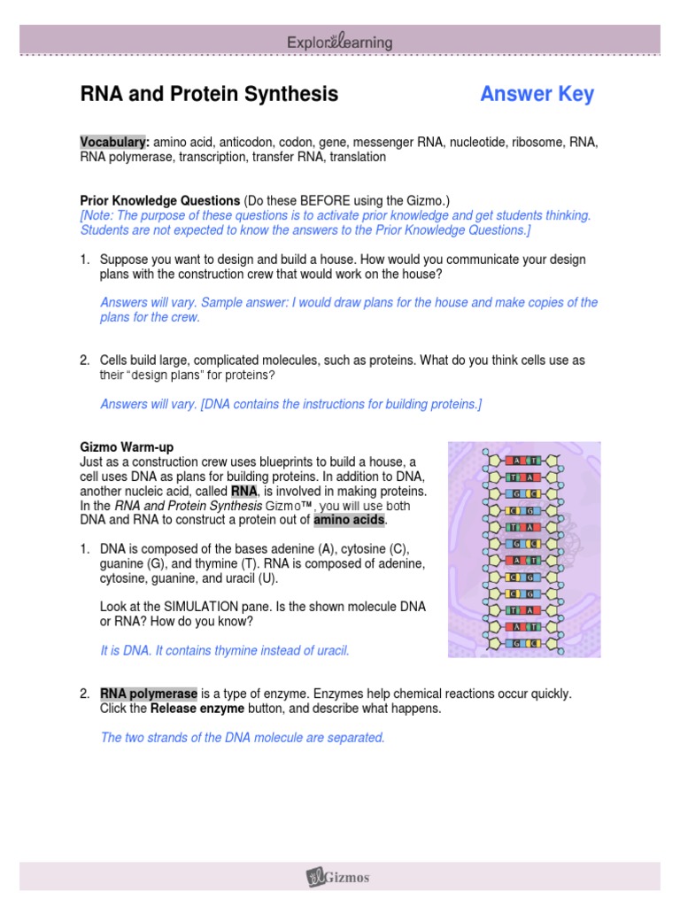 worksheet Protein Synthesis Worksheet Part C Answers rnaproteinsynthesisse key translation biology rna