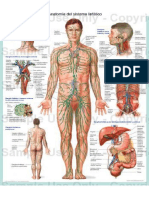 Sistema linfático.pdf