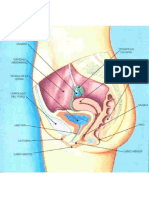 Aparato genital femenino.pdf