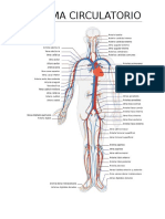 Sistema Circulatorio.doc