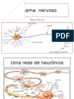Aula Sistema nervoso (1).pptx