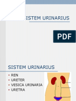 Sistem Urinarius