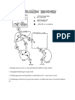 Bilirubin Pathway