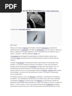 Organização Social Das Formigas