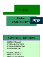 conifere.similimia.pdf
