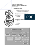 Sistema Circulatorio Quinto