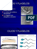 Cilios y Flagelos