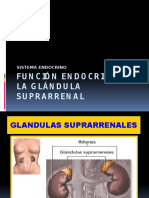 Glandula Suprarrenal