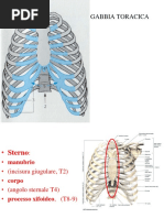 02 Colonna Vertebrale Coste Cingoli 2