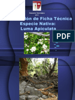 Elaboracion de Ficha Tecnica