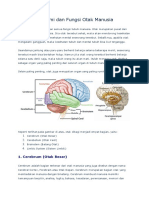 Anatomi Otak & Fungsinya
