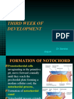 Formation of Notochord and Allanotis in Third Week of Development