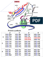 Sintesis Protein