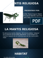 Mantis Religiosa