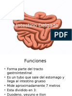 Funciones del intestino delgado y sus secciones: duodeno, yeyuno e íleon