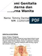 Anatomi Genitalia
