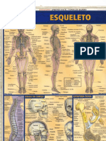 resumao_esqueleto_humano.pdf