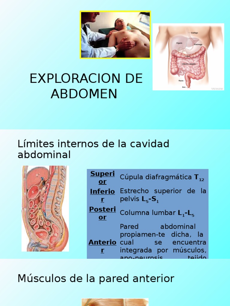 Exploración Física del Abdomen | PDF | Abdomen | Intestino grueso