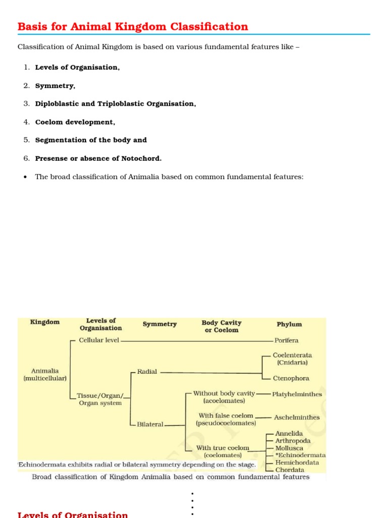 Animal Kingdom Classification Overview | PDF | Sponge | Vertebrates