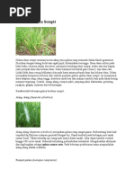 Gulma Berdaun Sempit