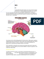 El Cerebro